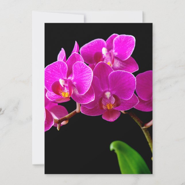 Orquídeas de Flor Dendrobiana Rosa Quente Modelo (Frente)