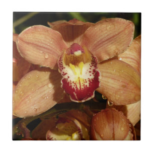 Orquídeas de pêssego com Raindrops Floral