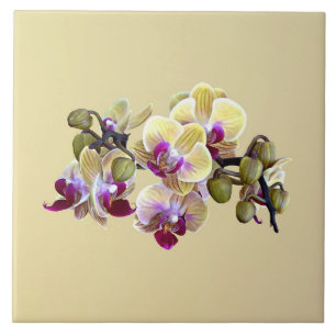 Orquídeas de Phalaenopsis amarela clara e magenta