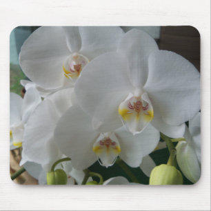 Orquídeas de traça brancas em um mousepad