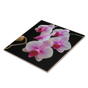 Orquídeas de traça cor-de-rosa no preto -