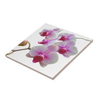 Orquídeas de traça cor-de-rosa - Phalaenopsis