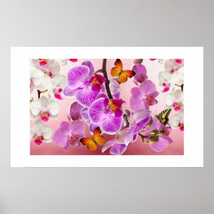 Orquídeas e Borboletas Poster