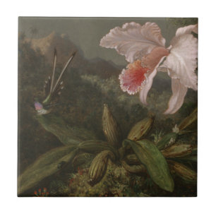 Orquídeas e colibris da selva