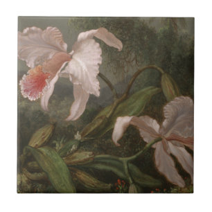 Orquídeas e colibris da selva