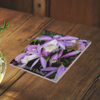 Orquídeas Florais Pleione para Peitoril de Janela