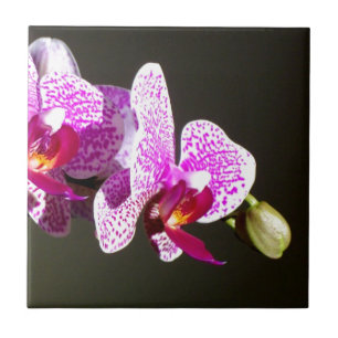 Orquídeas florais tropicais, cor-de-rosa, elegante