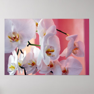 Orquídeas Havaianas Número Quatro Poster