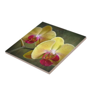 Orquídeas-Mama amarelas - Phalaenopse
