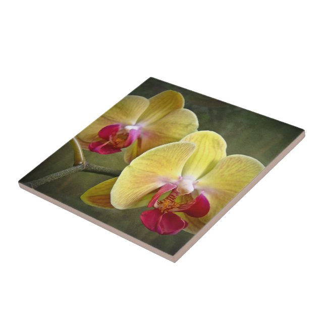 Orquídeas-Mama amarelas - Phalaenopse (Lateral)