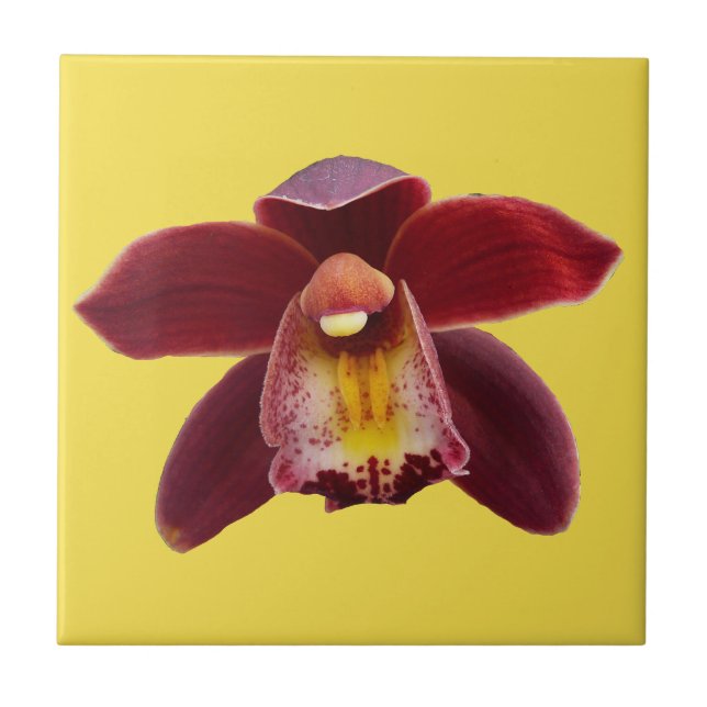 Orquídeas Maroon I Belo Floral Vermelho (Frente)