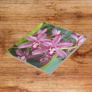 Orquídeas Mini Cymbidium Rosa Floral