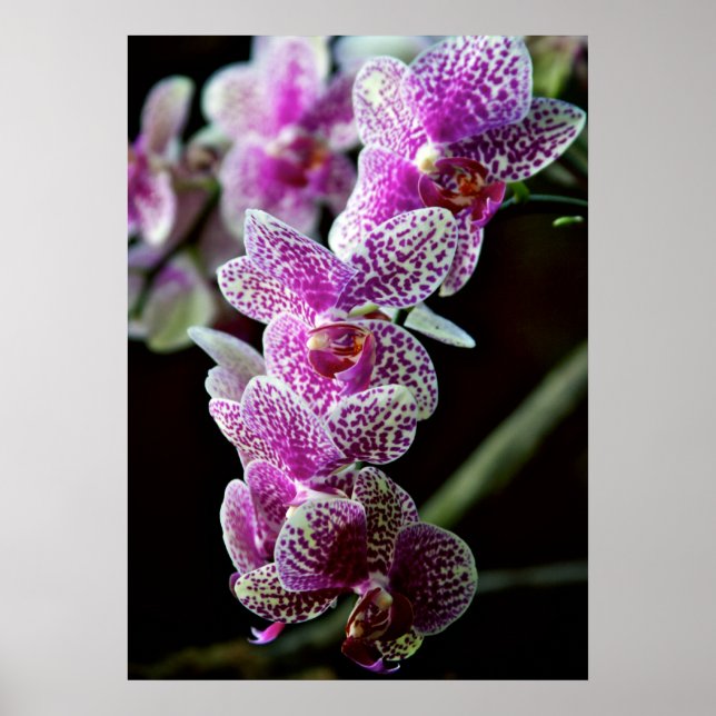 Orquídeas na Poster púrpura (Frente)