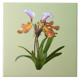 Orquídeas Paphiopedilum Interligadas