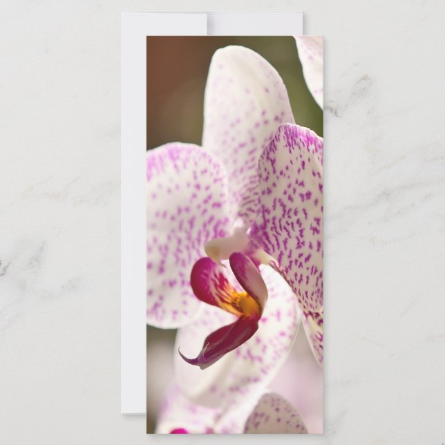 Orquídeas por Shirley Taylor (Frente)