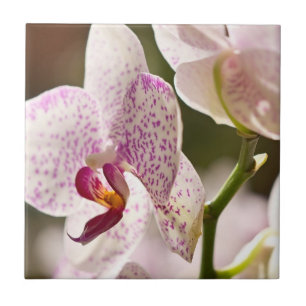 Orquídeas por Shirley Taylor