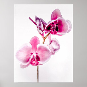 Orquídeas Poster para download