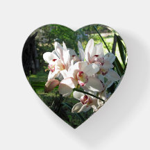 Orquídeas que florescem na primavera Paperweight