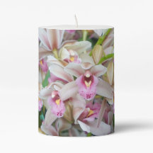 Orquídeas Rosa