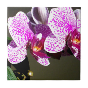 Orquídeas Rosa 1