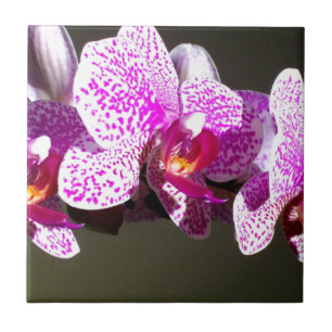 Orquídeas Rosa 2