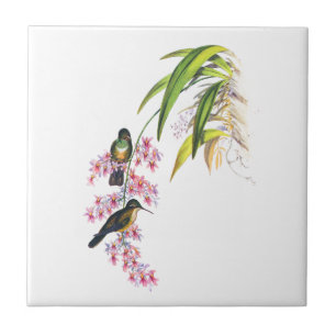 Orquídeas Rosa de John Gould e beija-flores