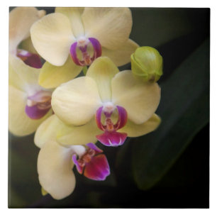 Orquídeas rosa e amarela