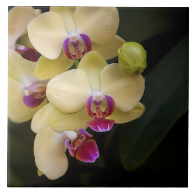 Orquídeas rosa e amarela (Frente)