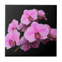 Orquídeas Rosa Elegantes Phalaenopsis a Preto