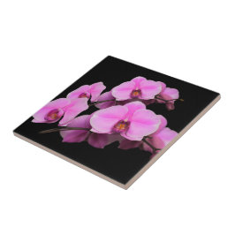 Orquídeas Rosa Elegantes Phalaenopsis a Preto