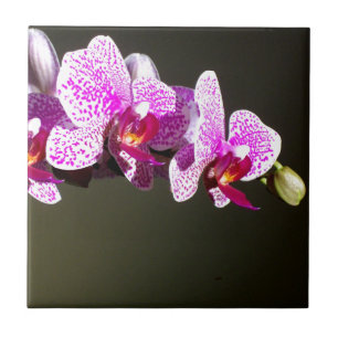 Orquídeas rosa, floral tropical romântico