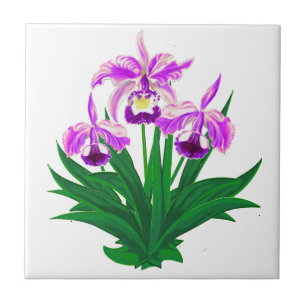 Orquídeas Selvagens - Orquídeas Roxas Leves e Folh