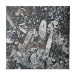 Ortosseras e fóssil de Goniatite