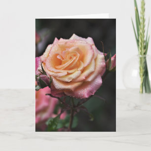 Orvalho da Manhã   Fotografia de Rosa em Cartão em