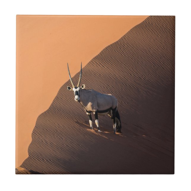 Oryx na borda, Namíbia (Frente)