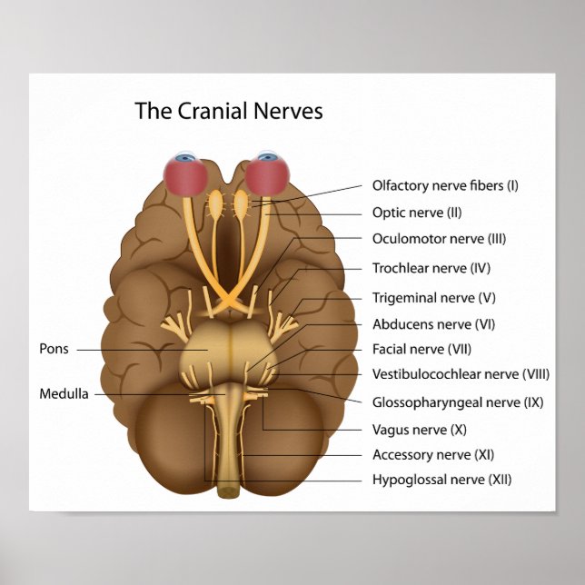 Os 12 nervos cranianos Poster (Frente)