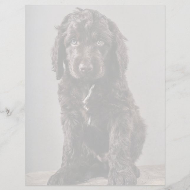 Os Bebês Animais Mais Fofos | Cachorrinho Cockapoo (Frente)