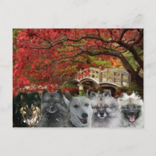 Os cães do cartão da pensão