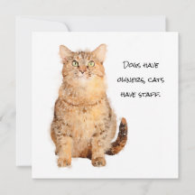 Os cães têm donos, os gatos têm cartão plano funci