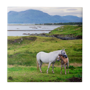 Os cavalos de Connemara   Galway, Ireland