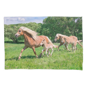 Os cavalos de Haflinger com potros bonitos