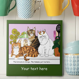 Os Gatos estão no comando