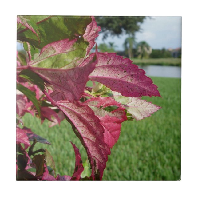 Os hibiscus "ateiam fogo e congelam" à planta (Frente)