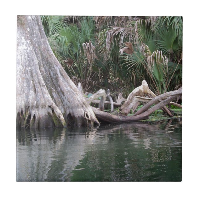 Os joelhos da árvore ciprestes refletiram (Frente)