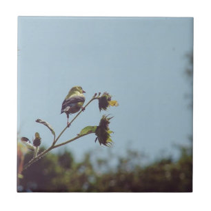 Os meus visitantes favoritos. #ave #natureza #vida