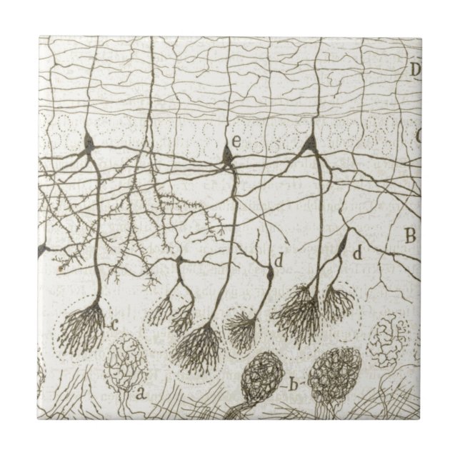 Os neurônios 8 de Cajal (Frente)
