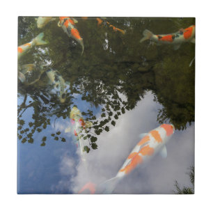 Os peixes de Koi no jardim pond com reflexão da