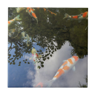 Os peixes de Koi no jardim pond com reflexão da