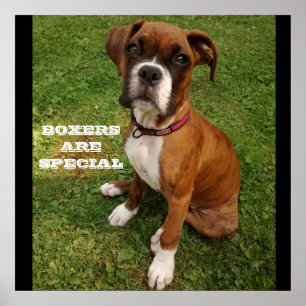 OS PUGILISTAS SÃO poster ESPECIAL