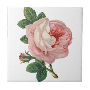 Os rosas são cor-de-rosa